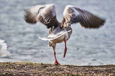 View of bird flying over beach