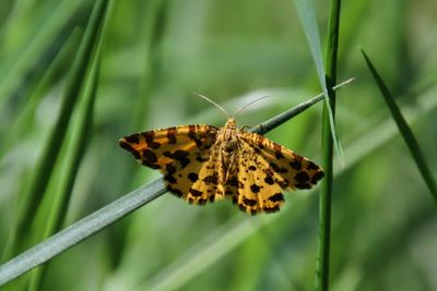 Butterfly on leaf