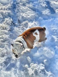 View of a dog in snow