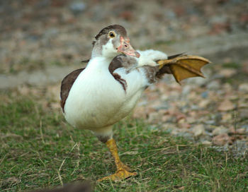 Close-up of a bird on field