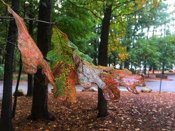Close-up of autumn leaves on tree