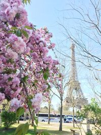 Close-up of pink flower tree against sky