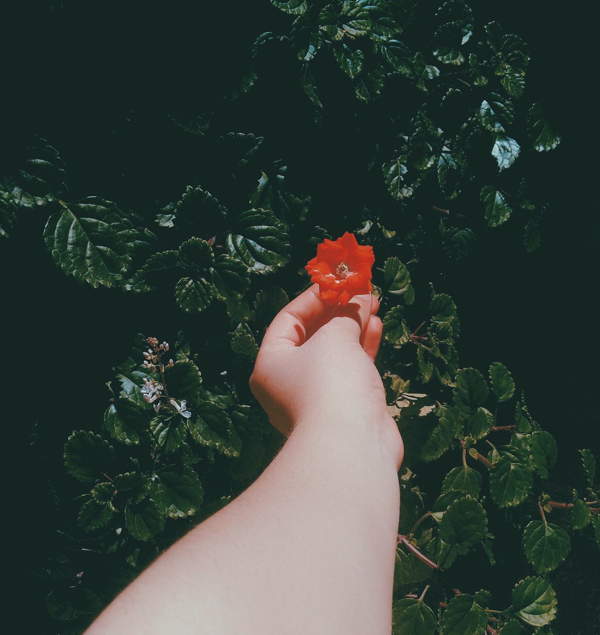 human body part, human hand, personal perspective, real people, hand, body part, plant, one person, nature, leaf, lifestyles, plant part, growth, holding, green color, barefoot, unrecognizable person, low section, day, finger, outdoors, human foot