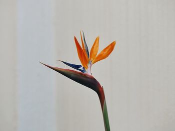 Bird of paradise blooming against wall