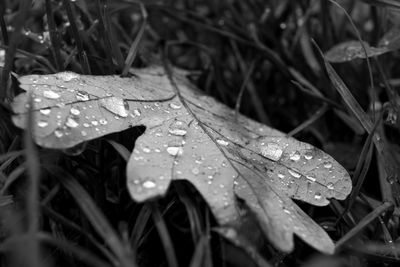 Close-up of raindrops on maple leaves during rainy season