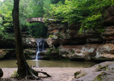 Stream flowing through a forest