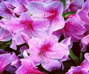 Close-up of raindrops on pink flowering plant