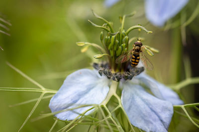 Hover fly on a nigella damascena