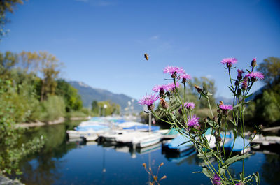 Purple flowers blooming against lake