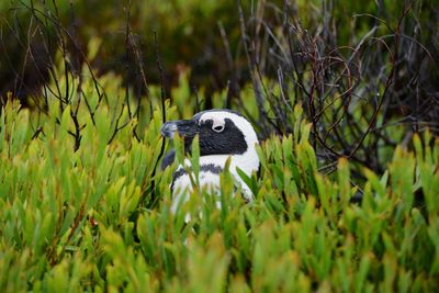 Close-up of a bird on field