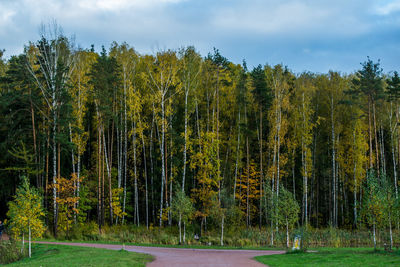 Trees in forest against sky