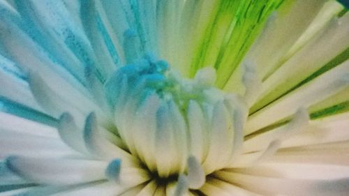 Extreme close up of flower