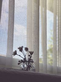 Close-up of flower against curtain