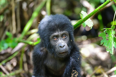 Close-up portrait of chimpanzee infant by plants