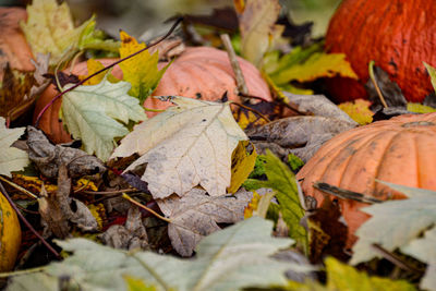 Close-up of fallen maple leaves on land