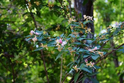 Close-up of purple flowers
