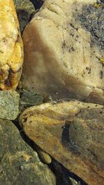 High angle view of turtle in water