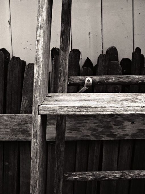 CLOSE-UP OF PIGEONS PERCHING ON WOOD