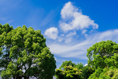 Low angle view of trees against blue sky