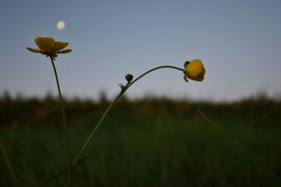 Close-up of yellow flower growing in field against sky