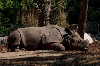 View of animal relaxing on field in forest