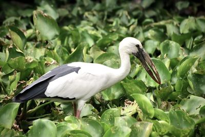 Close-up of bird perching on a plant