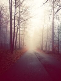 Road amidst bare trees in forest during winter