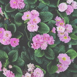 Close-up of pink flowers