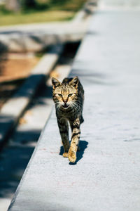 Portrait of tabby cat on street