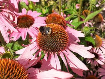 Close-up of honey bee on pink flower