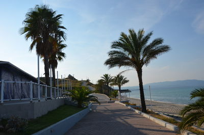 Palm trees on beach against sky