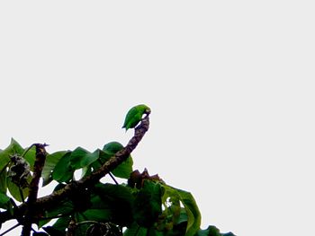 Low angle view of parrot perching on tree against sky