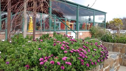 Flowers growing in garden