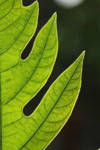 Close-up of green leaves