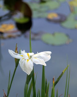 Close-up of white flowering plant against lake