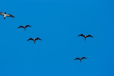 Low angle view of bird flying against blue sky