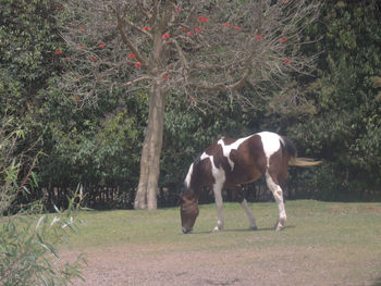 Horse standing in a field