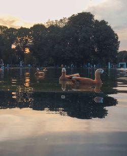 Ducks swimming in lake