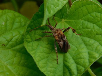 Close-up of insect on leaves