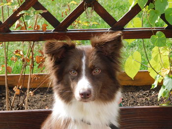 Close-up portrait of dog by plant