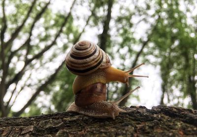 Close-up of snail on tree trunk