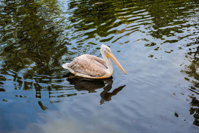 High angle view of duck swimming in lake