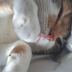 Close-up of cat sleeping