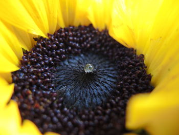 Macro shot of yellow flower