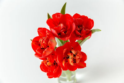 Close-up of red rose against white background