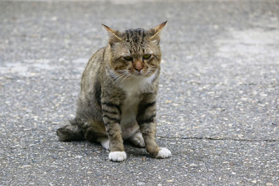 Portrait of a cat sitting on road