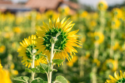 Close-up of yellow flowering plant on field