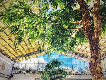 Low angle view of trees