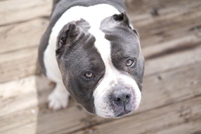 Close-up of dog looking away