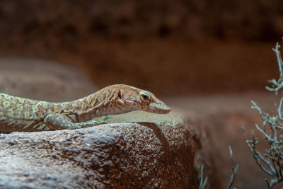 Close-up of a lizard on rock